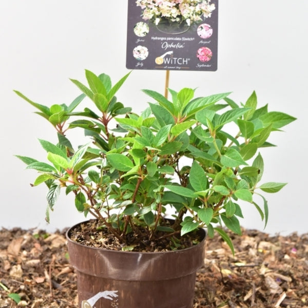 Hydrangea paniculata 'Switch Ophelia' ®