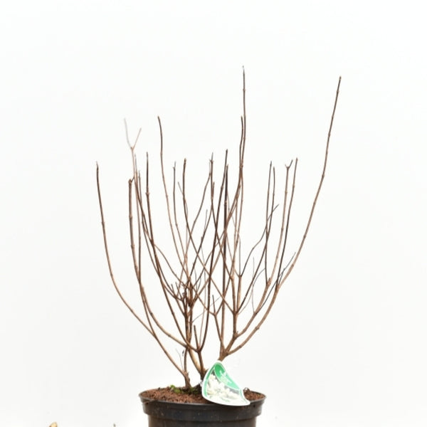 Hydrangea paniculata 'Tardiva'