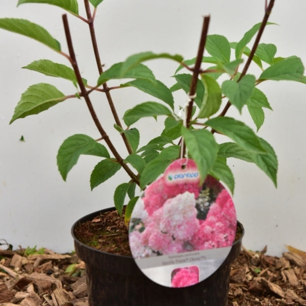 Hydrangea paniculata Vanille Fraise