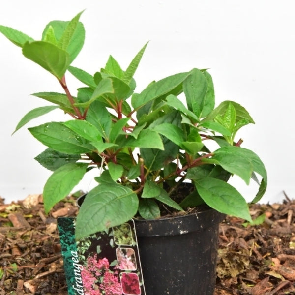 Hydrangea paniculata 'Wim's Red' ®
