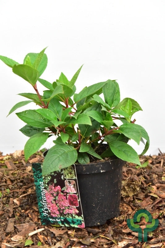 Hydrangea paniculata 'Wim's Red' ®