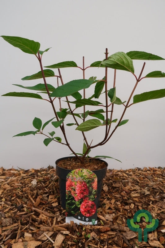 Hydrangea paniculata 'Wim's Red' ®