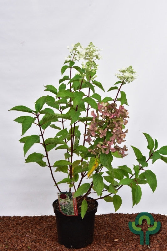 Hydrangea paniculata 'Wim's Red' ®