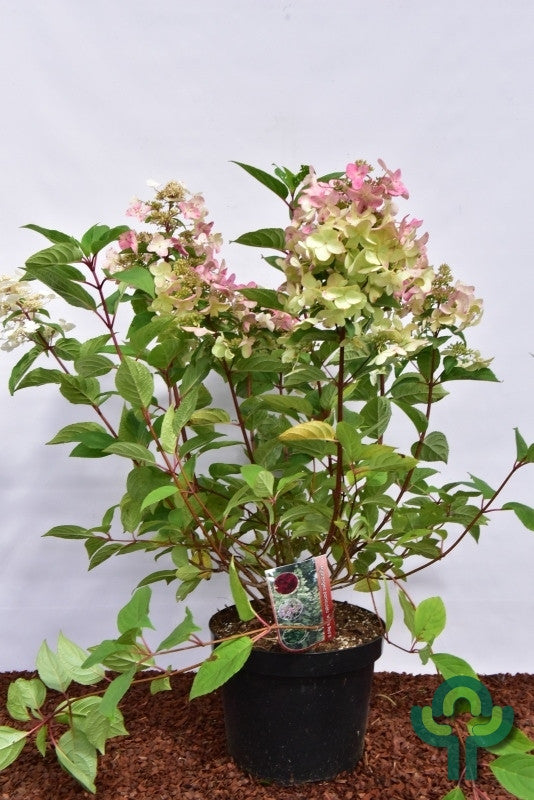 Hydrangea paniculata 'Wim's Red' ®