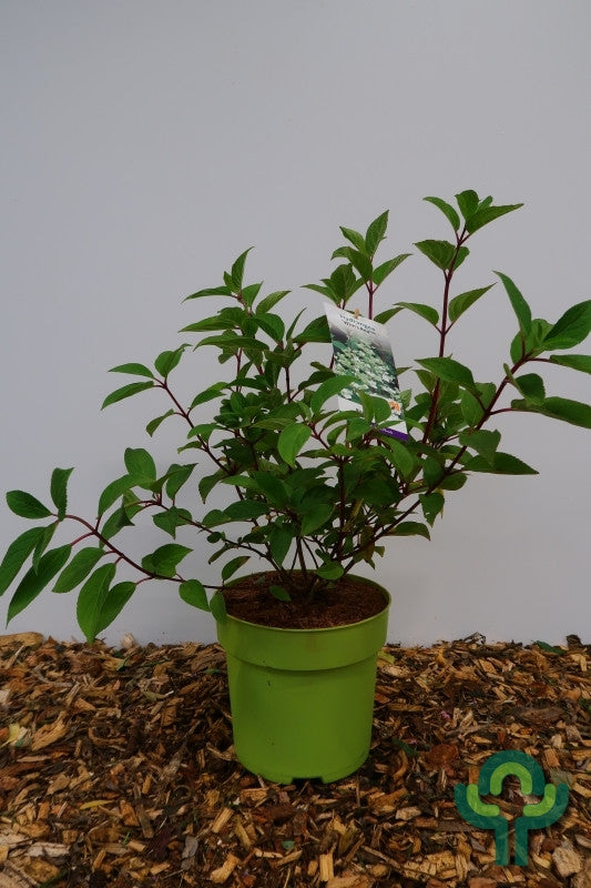 Hydrangea paniculata 'Wim's Red' ®