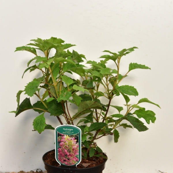 Hydrangea quercifolia 'Ruby Slippers'