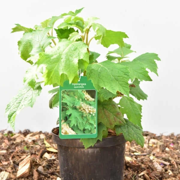 Hydrangea quercifolia