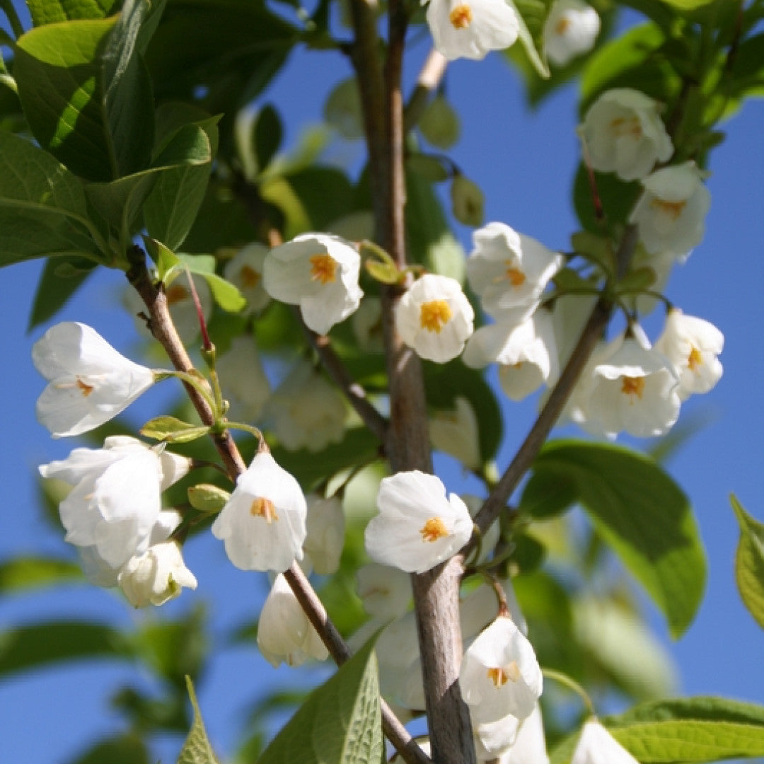 Halesia carolina