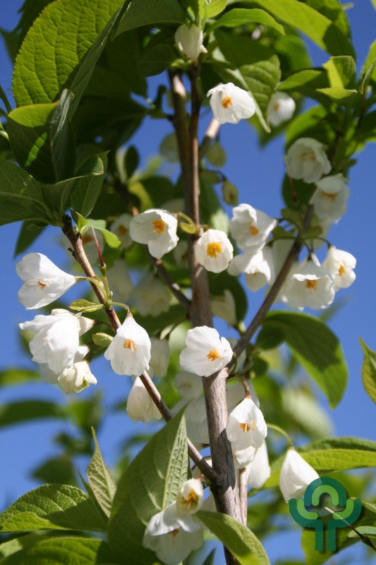 Halesia carolina