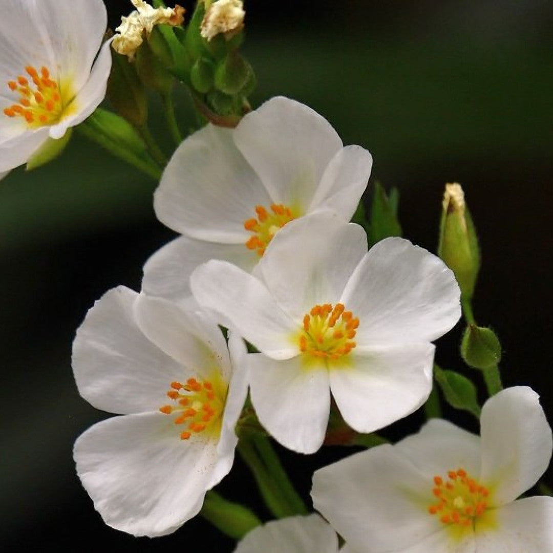Halimium 'April Snow'