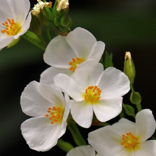 Halimium 'April Snow'