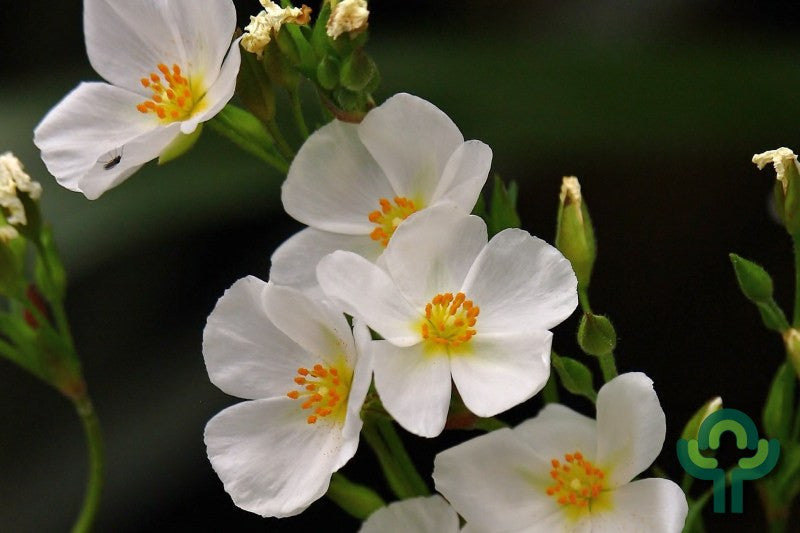 Halimium 'April Snow'
