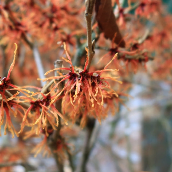 Hamamelis intermedia 'Feuerzauber'