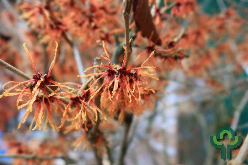 Hamamelis intermedia 'Feuerzauber'