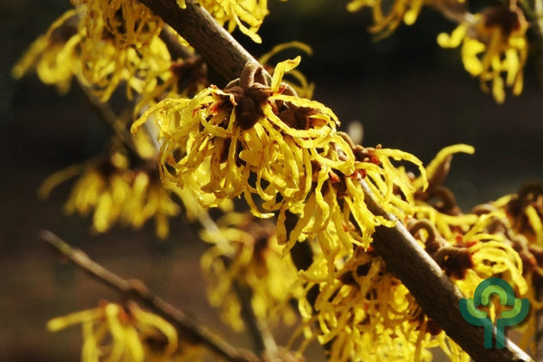 Hamamelis intermedia 'Arnold Promise'