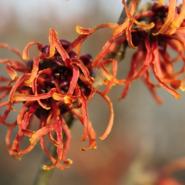 Hamamelis intermedia 'Ruby Glow'