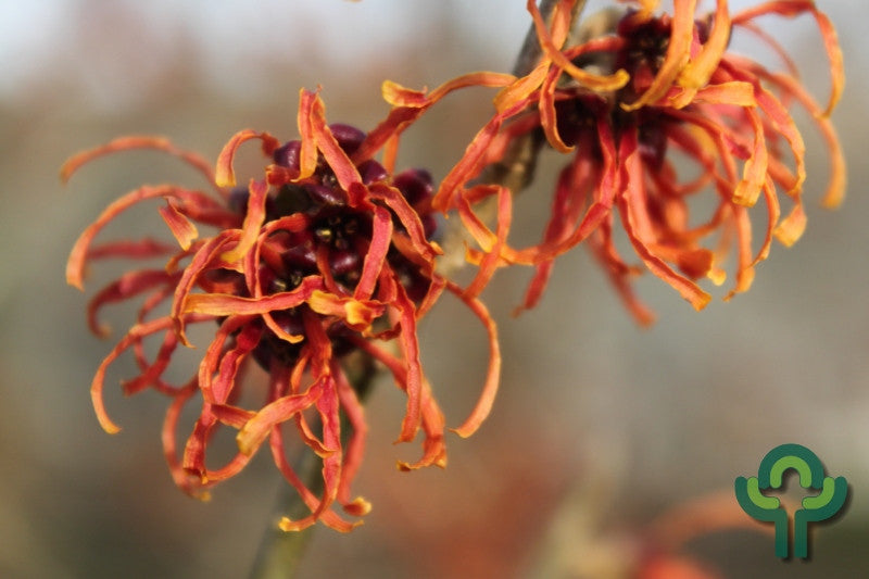 Hamamelis intermedia 'Ruby Glow'