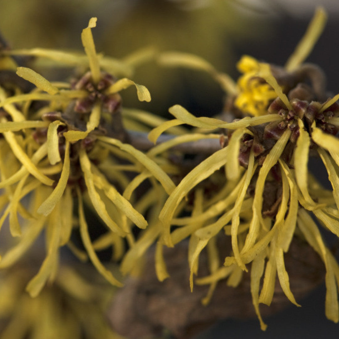Hamamelis intermedia 'Westerstede'