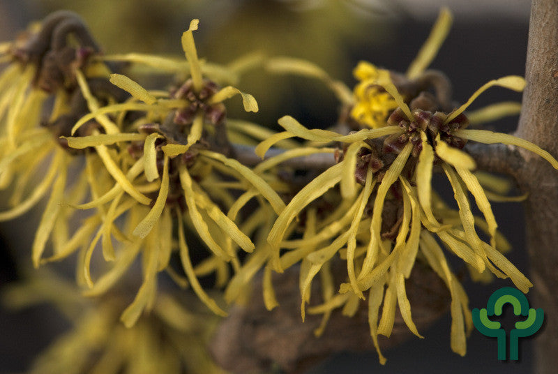 Hamamelis intermedia 'Westerstede'