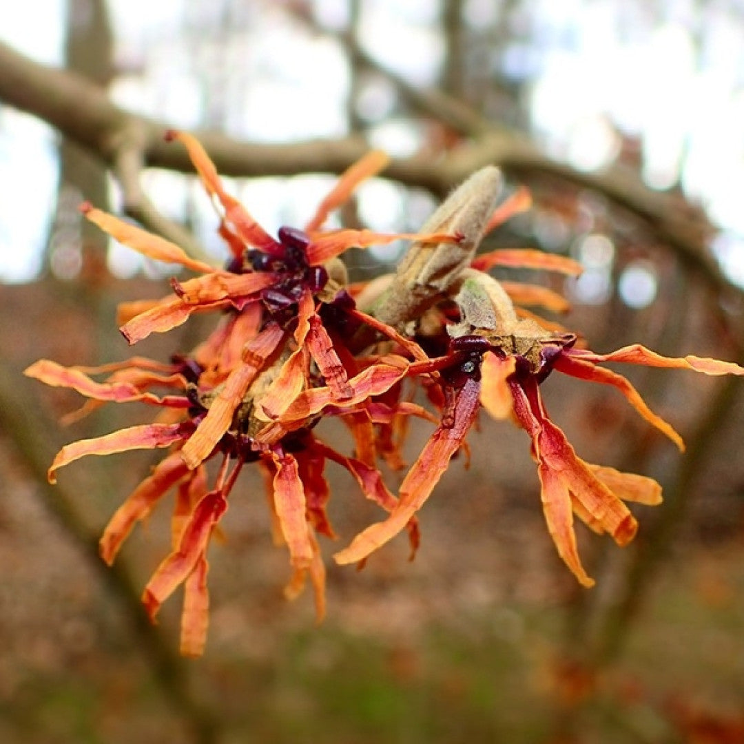 Hamamelis intermedia 'Diane'