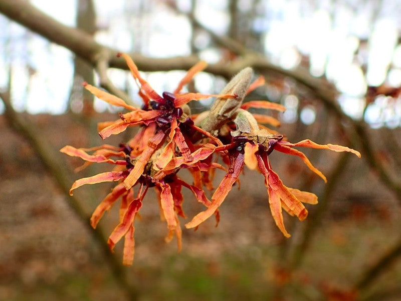 Hamamelis intermedia 'Diane'