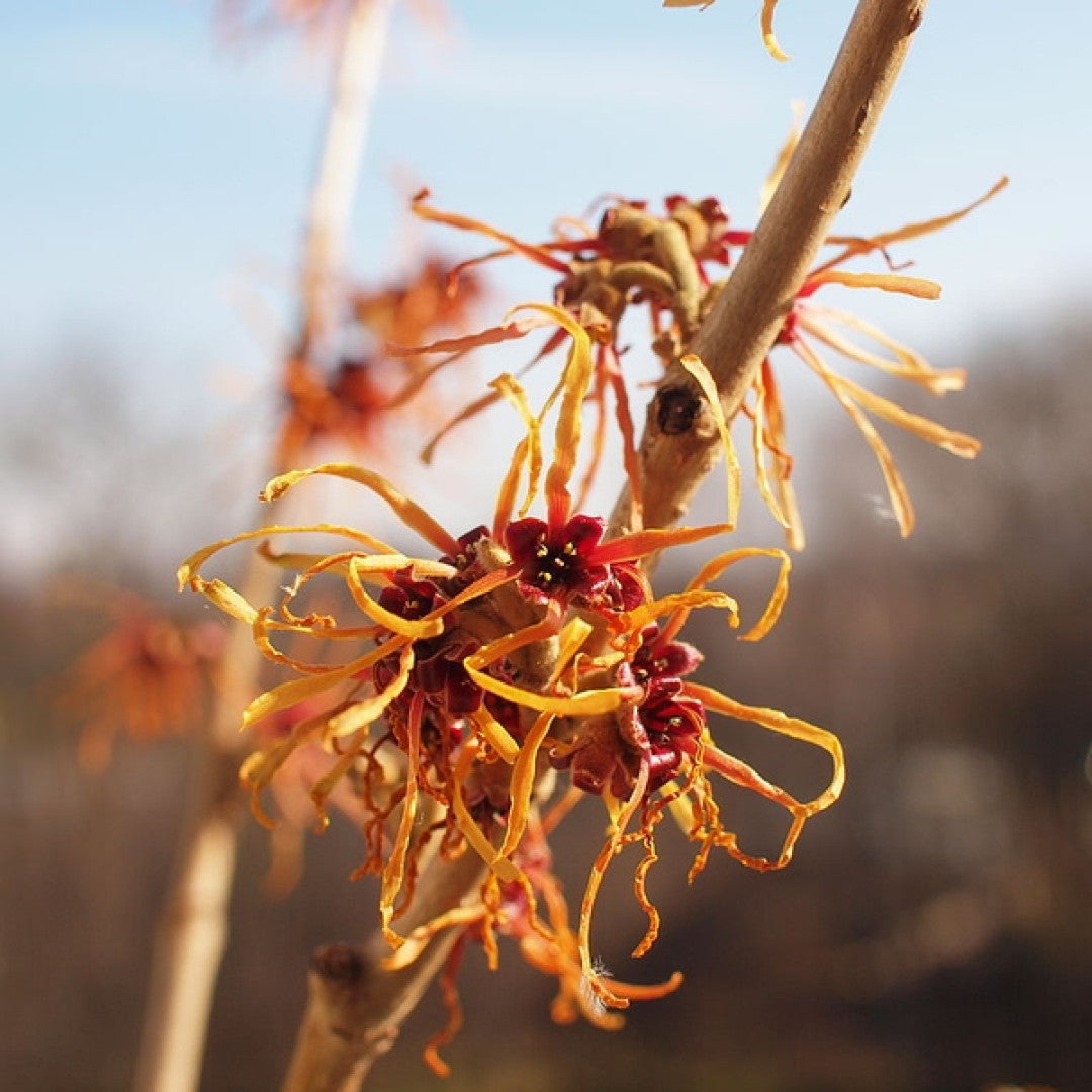 Hamamelis intermedia 'Jelena'