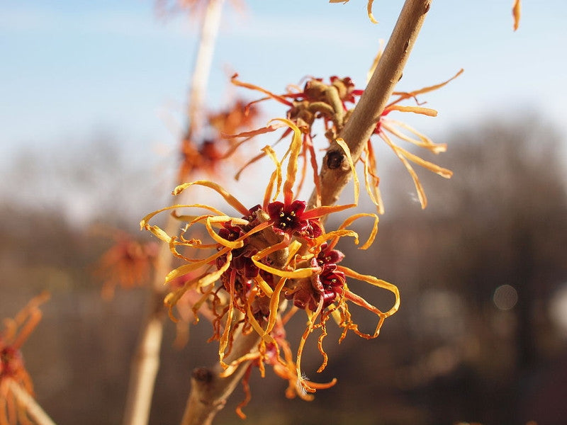 Hamamelis intermedia 'Jelena'