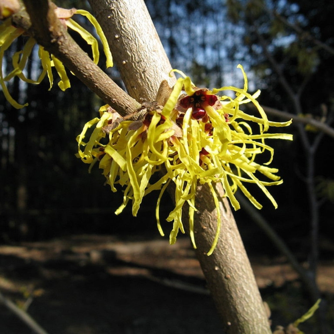 Hamamelis intermedia 'Pallida'