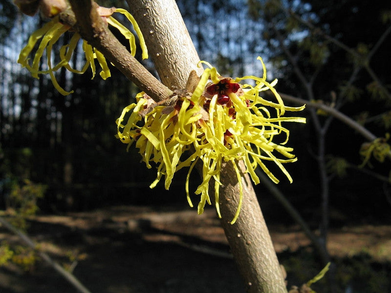 Hamamelis intermedia 'Pallida'