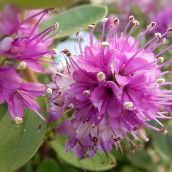 Hebe Donna ® 'Diana' ®