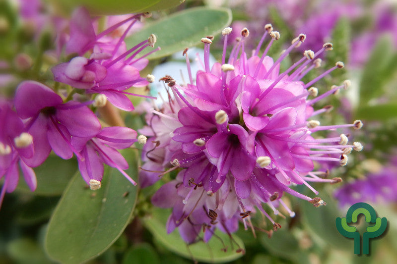 Hebe Donna ® 'Diana' ®