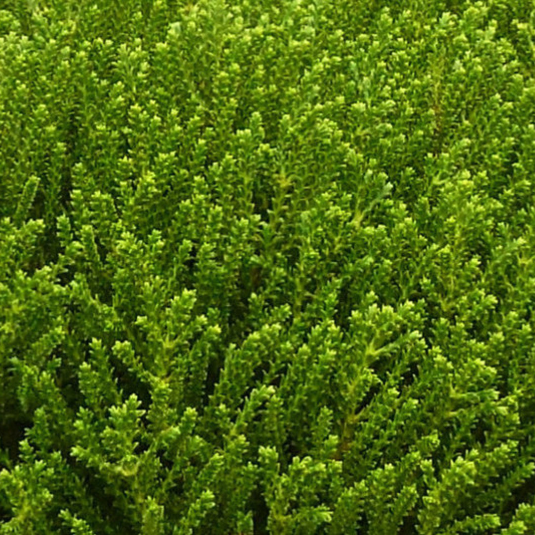 Hebe 'Emerald Gem'
