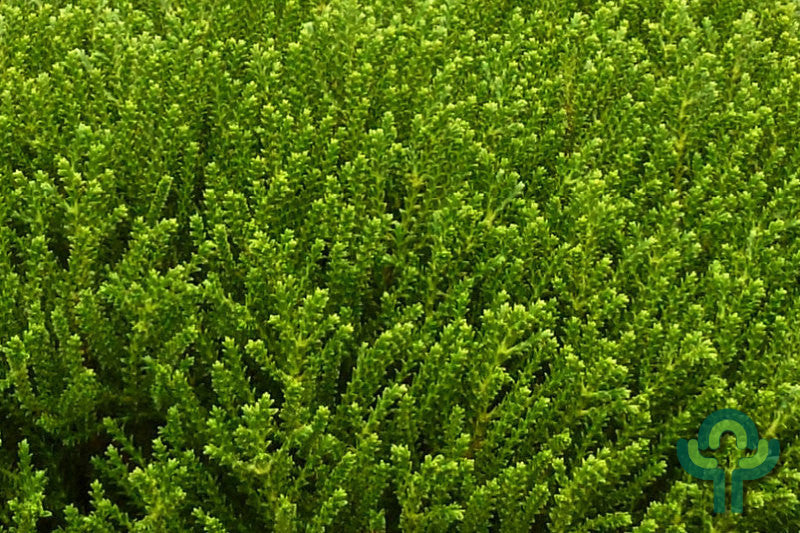 Hebe 'Emerald Gem'