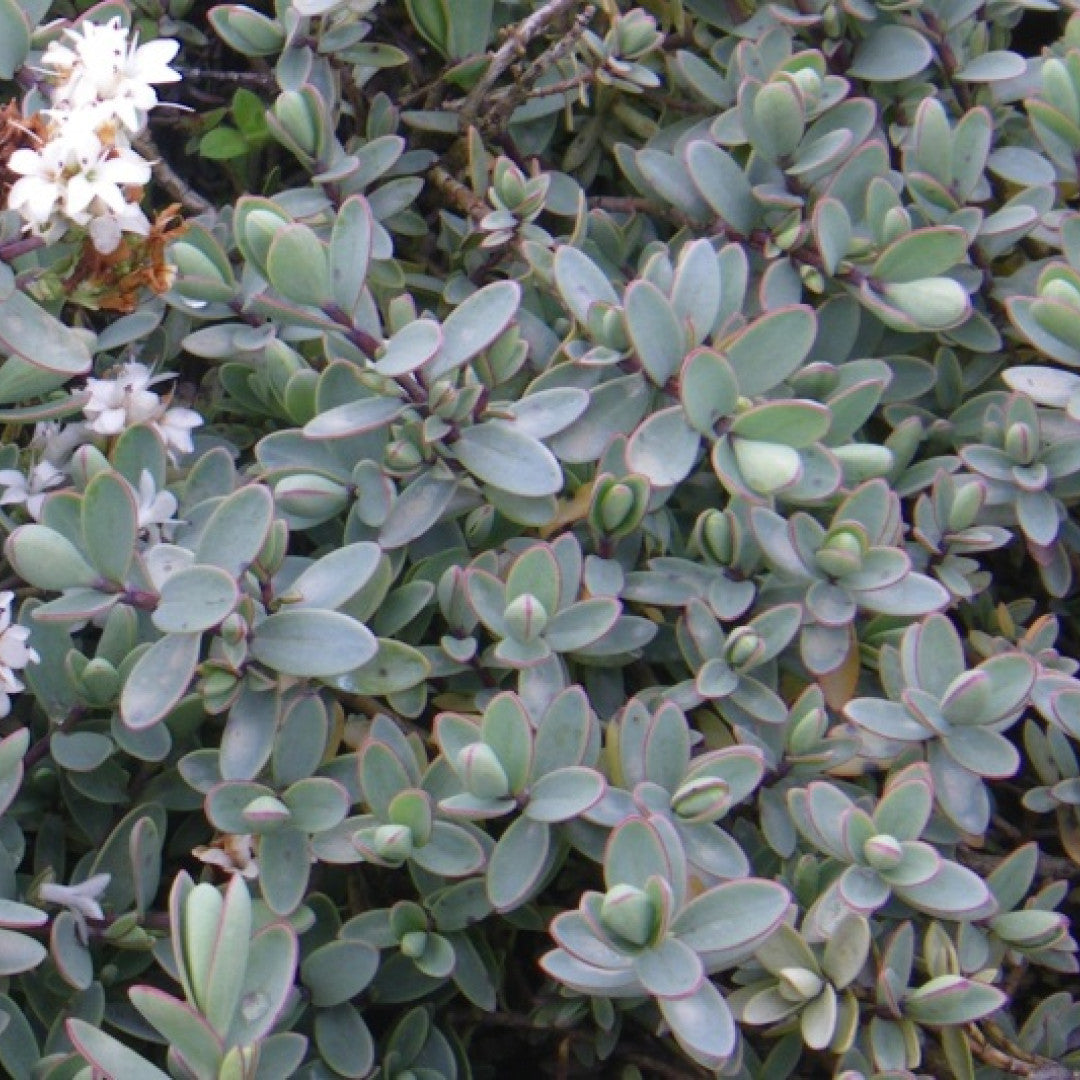 Hebe pinguifolia 'Pagei'