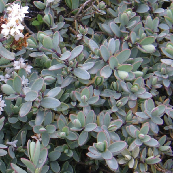 Hebe pinguifolia 'Pagei'