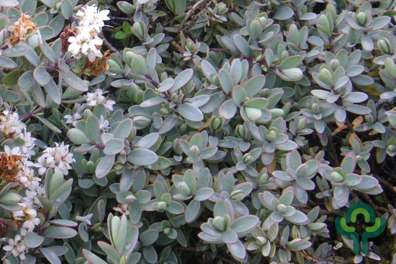 Hebe pinguifolia 'Pagei'