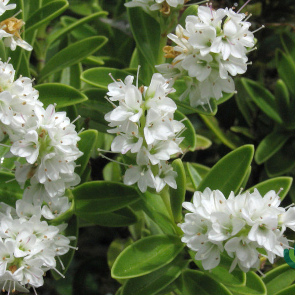 Hebe vernicosa