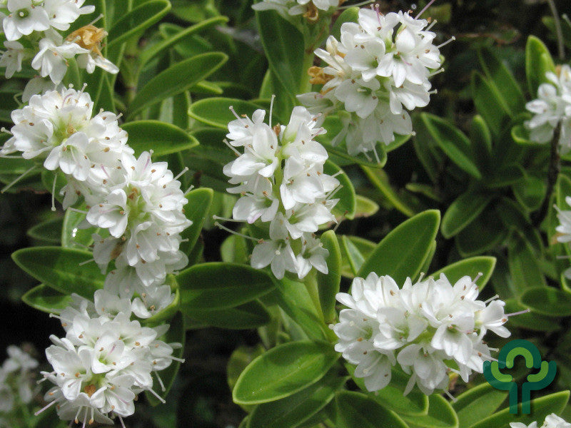 Hebe vernicosa