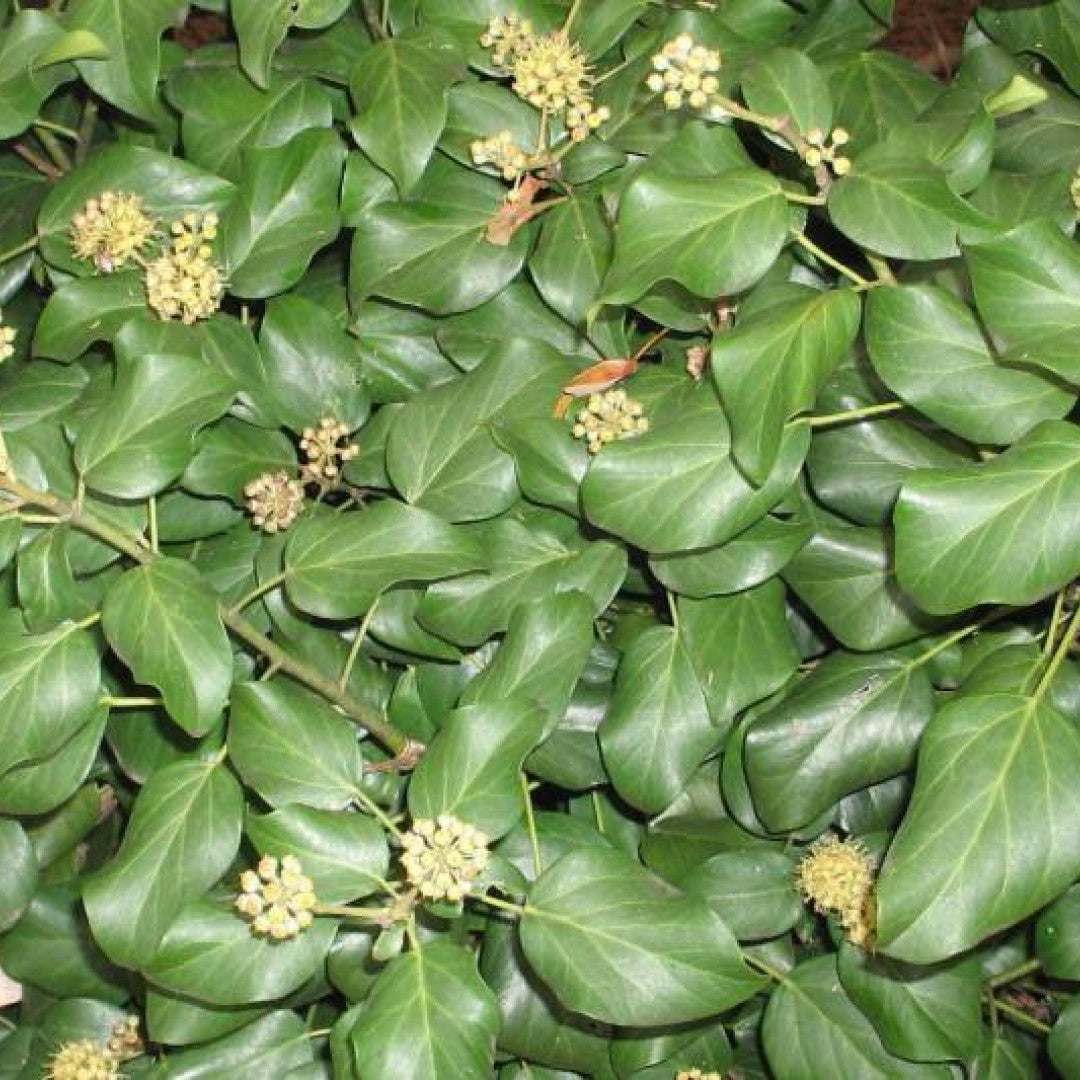 Hedera colchica 'Fall Favourite' (= colchica 'Arborescens')