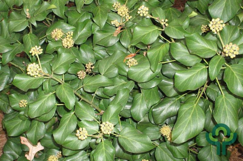 Hedera colchica 'Fall Favourite' (= colchica 'Arborescens')