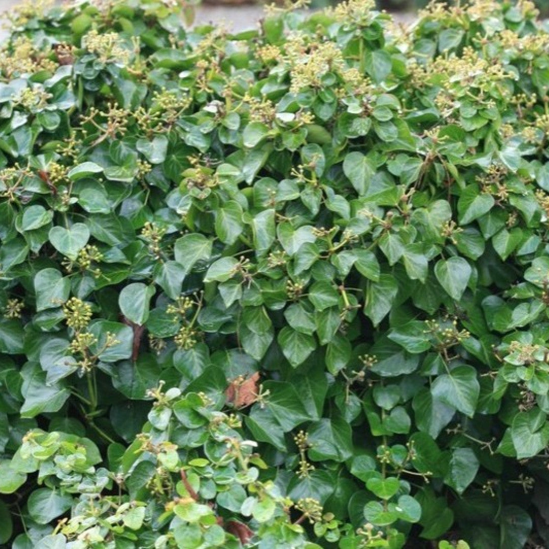 Klimop (Hedera hibernica) 'Arbori Compact'