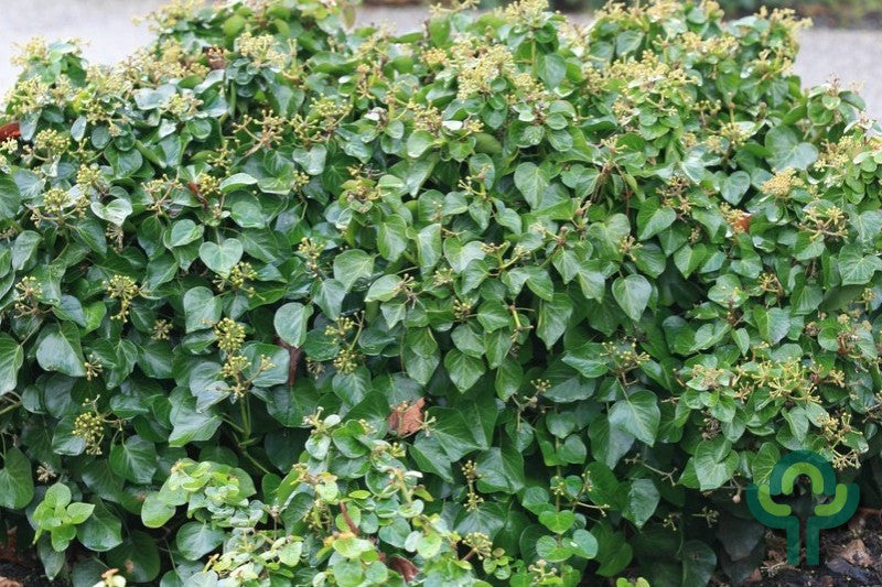 Klimop (Hedera hibernica) 'Arbori Compact'