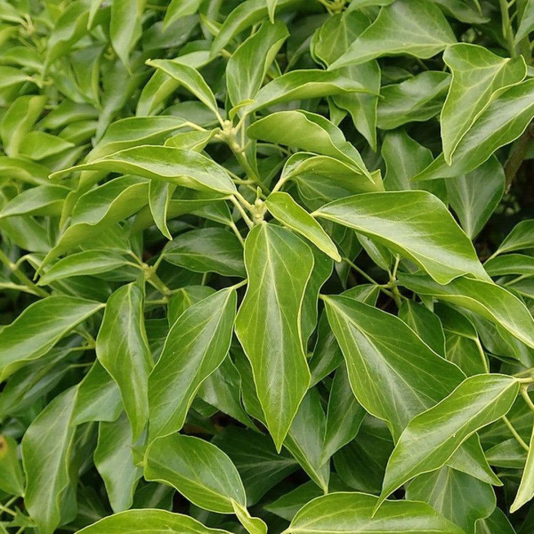 Klimop (Hedera helix) 'Arborescens'