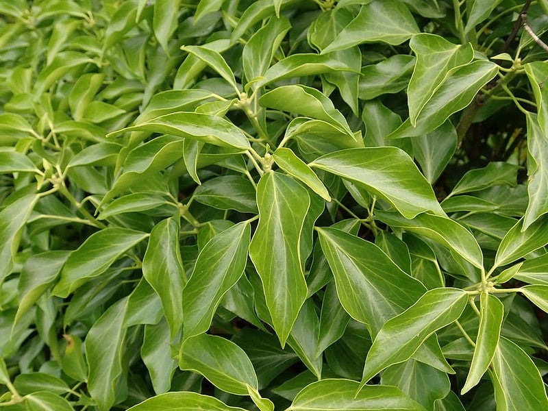Klimop (Hedera helix) 'Arborescens'