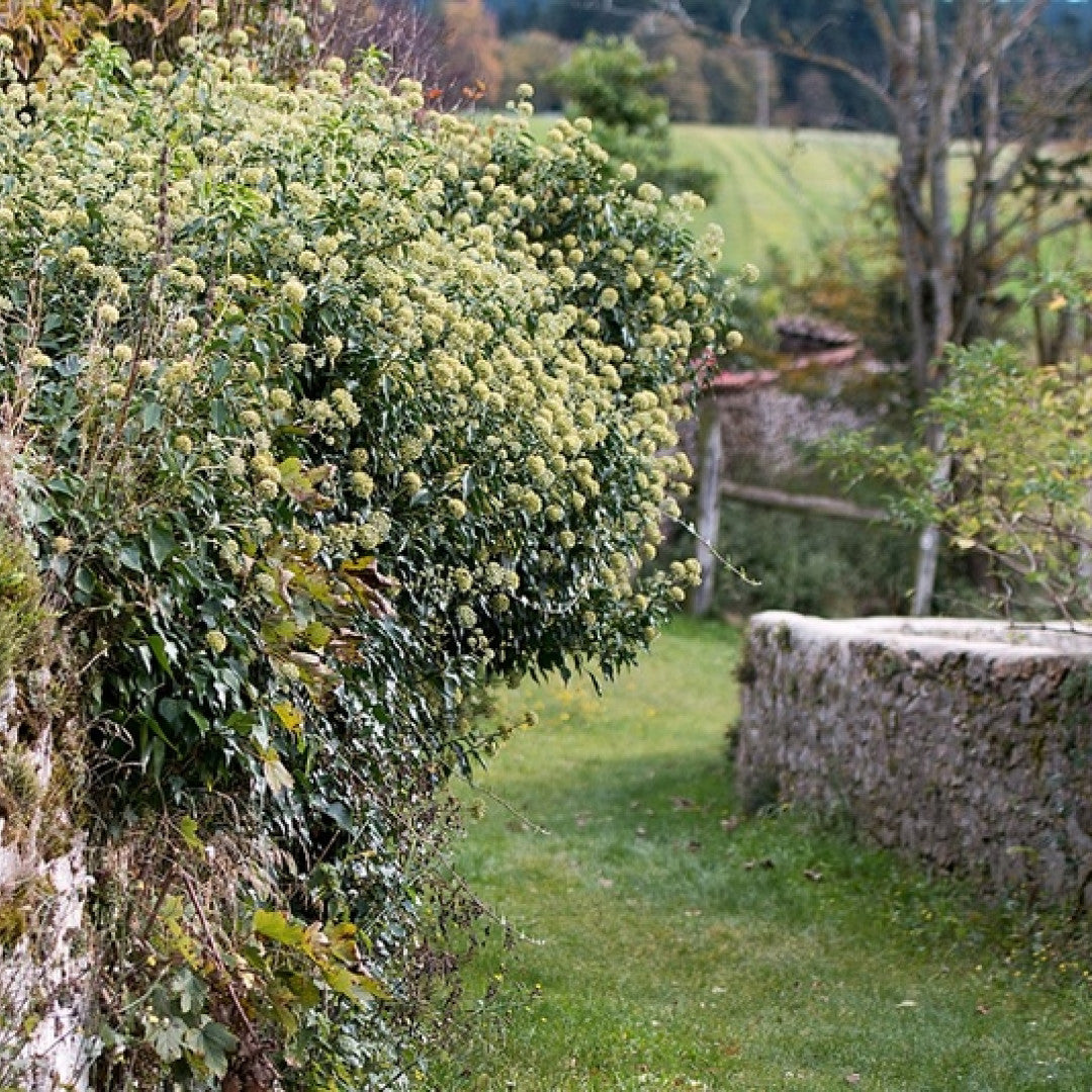 Klimop (Hedera helix) 'Arborescens'