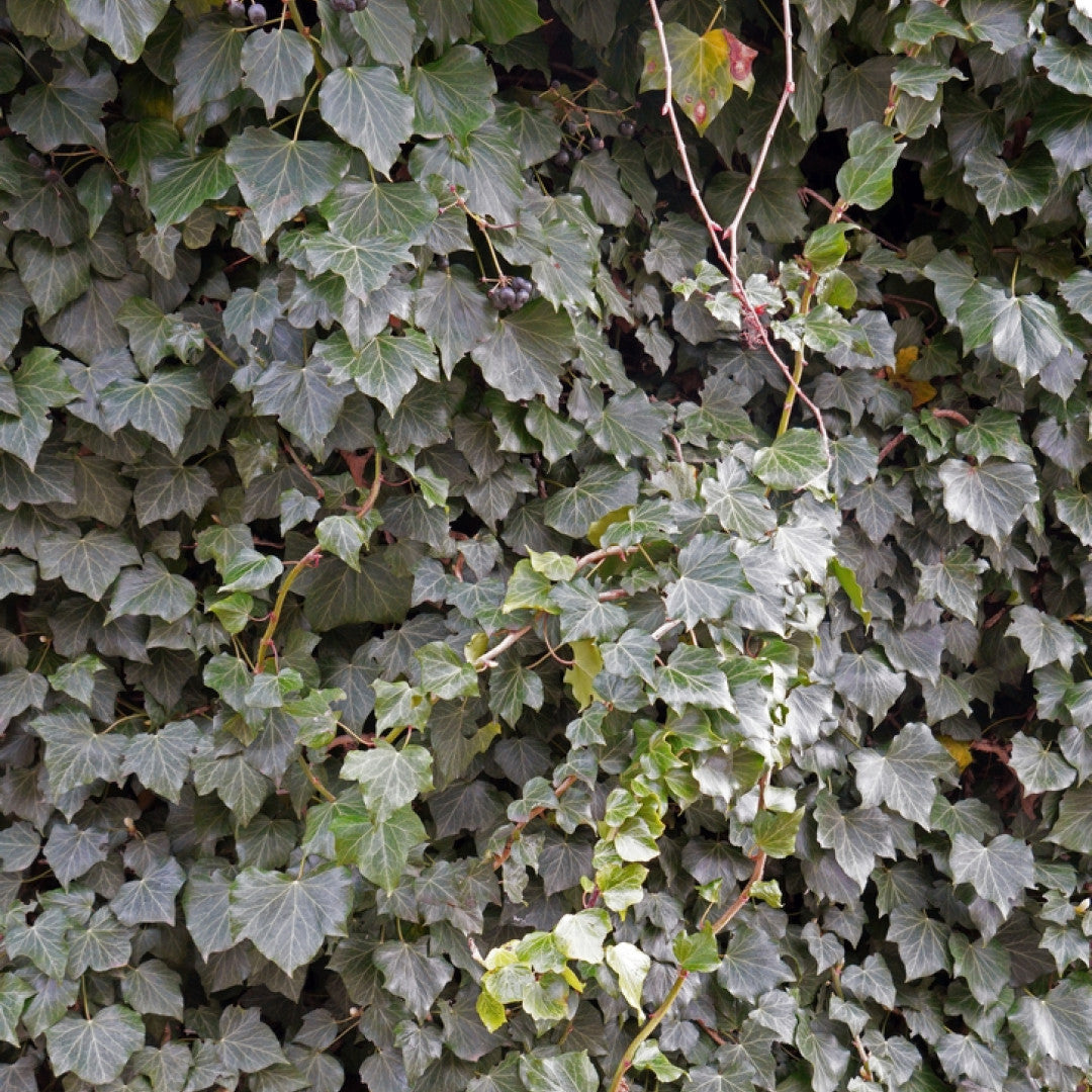 Hedera helix