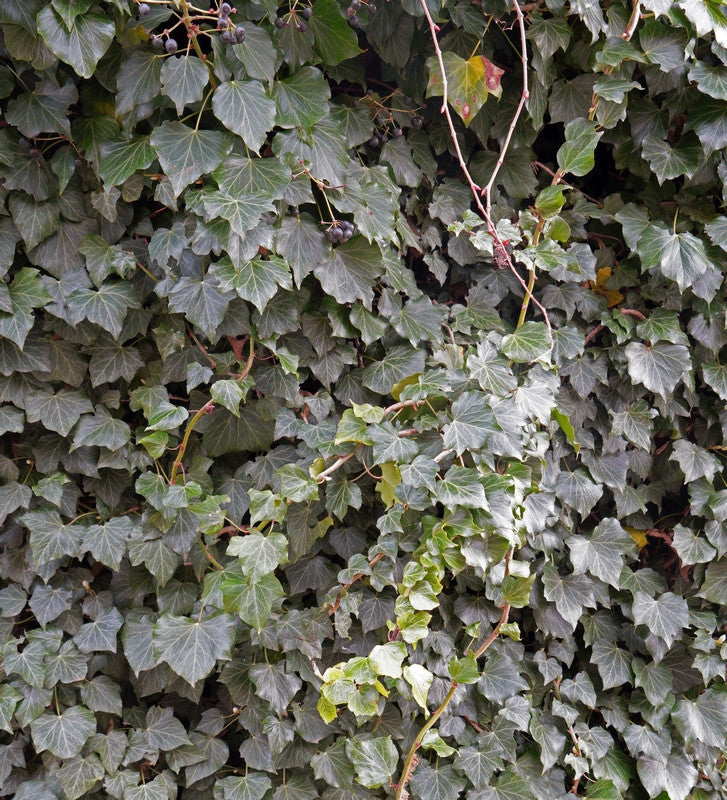 Hedera helix