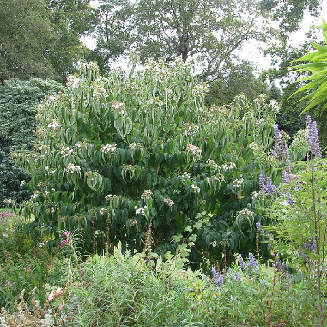 Heptacodium miconioides