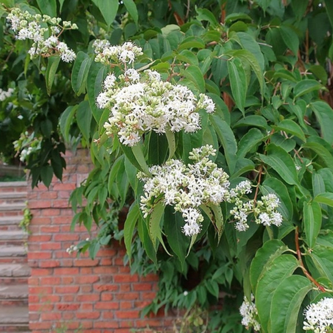 Heptacodium miconioides
