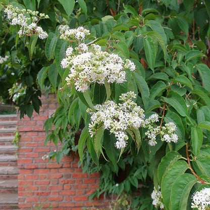 Heptacodium miconioides